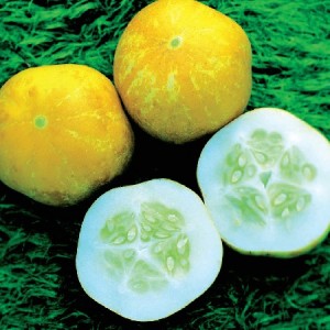 Découvrez le concombre citron