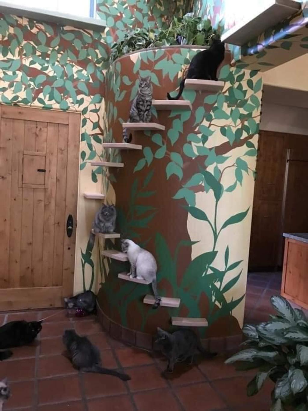 Il a transformé sa maison en petit paradis pour chats
