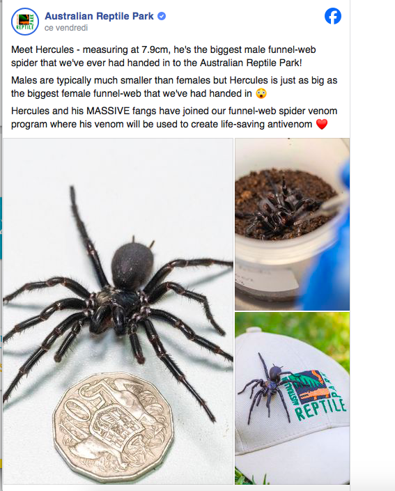 Découverte de la plus grosse araignée mâle du monde