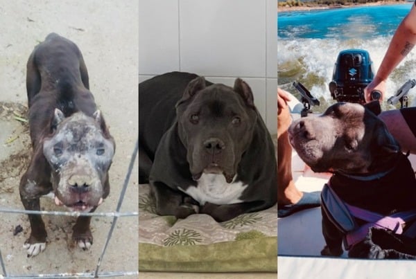 5 animaux qui ont été sauvés du pire et qui ont maintenant une belle vie