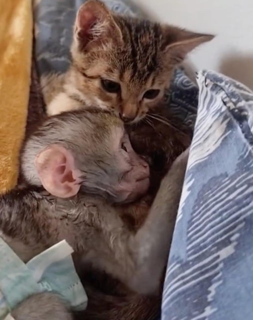 Attention! Votre coeur va fondre devant cette vidéo d'un chaton qui prend soin d'un bébé singe!