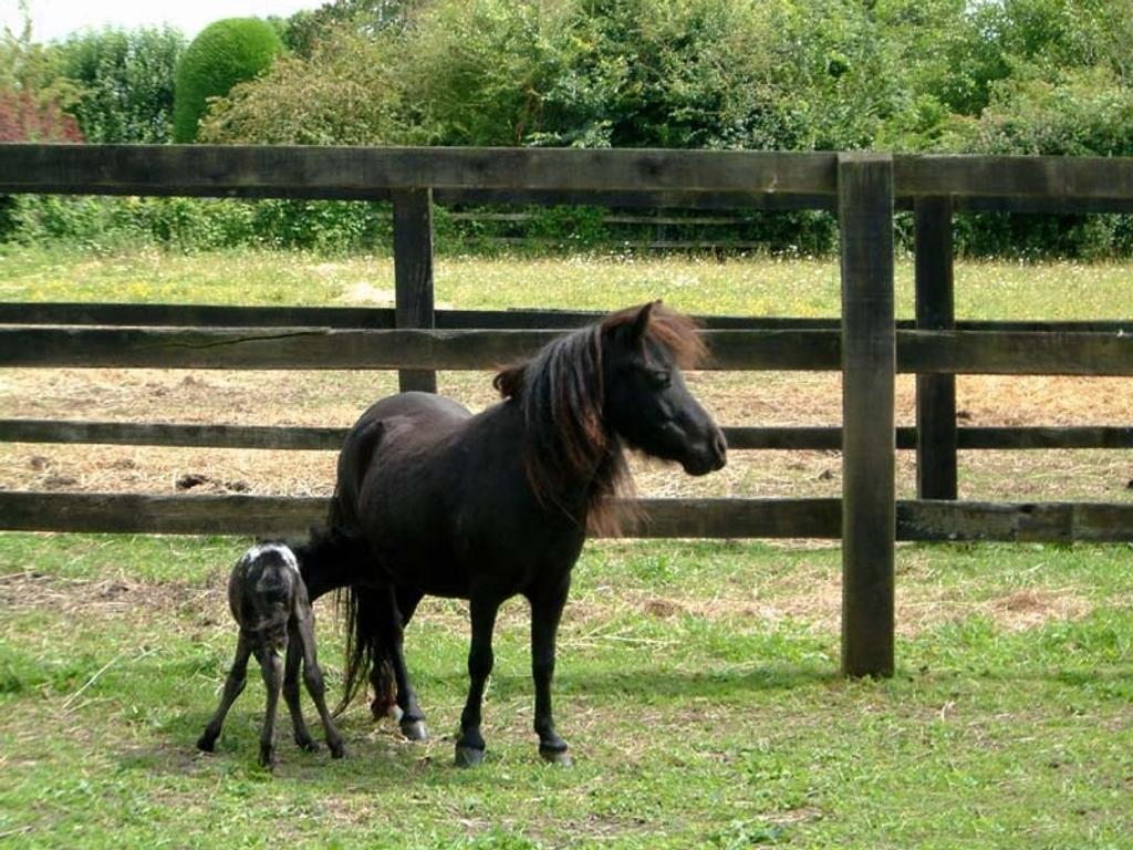 Voici  le plus petit cheval du monde!