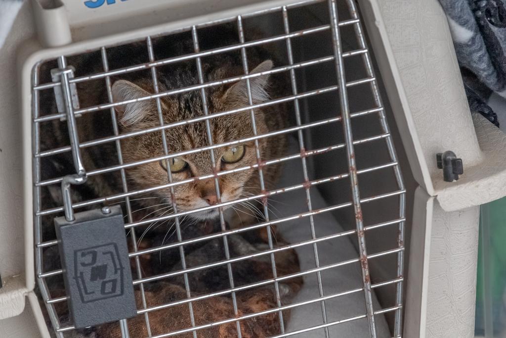  5 astuces pour que votre chat accepte d’entrer dans sa cage de transport