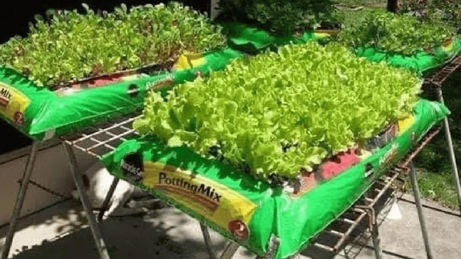 Des gens cultivent des jardins directement à partir de sacs de terre
