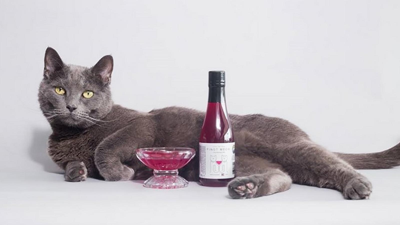 Que diriez-vous d’offrir une coupe de vin votre chat?