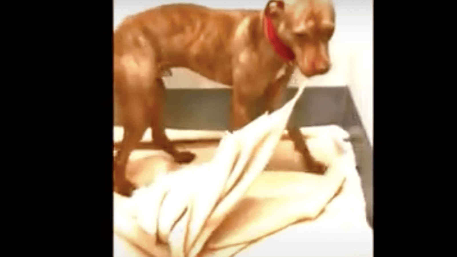 Vidéo: Ce chien de refuge mal-aimé a décidé de faire son lit lui-même
