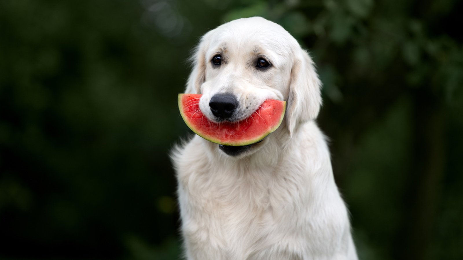 14  aliments “pour humains” que votre chien peut manger sans danger