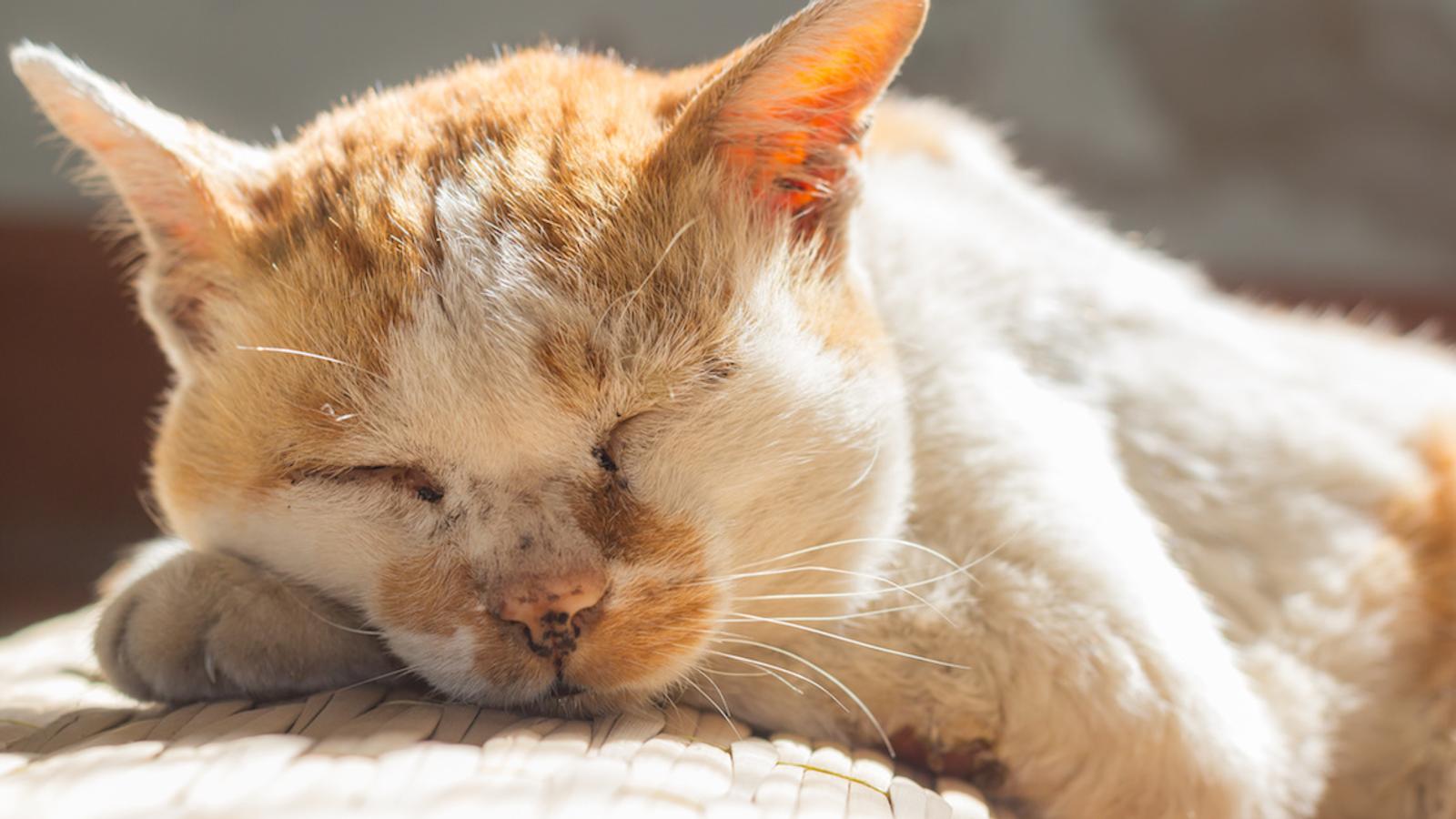 9 signes indiquant qu'un chat est en fin de vie