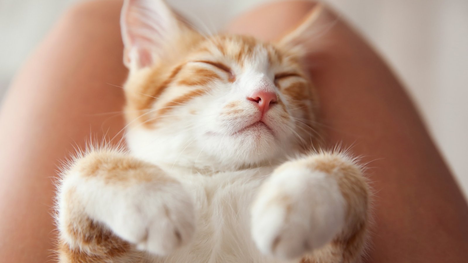 Pourquoi votre chat aime-t-il tellement dormir sur vos genoux?