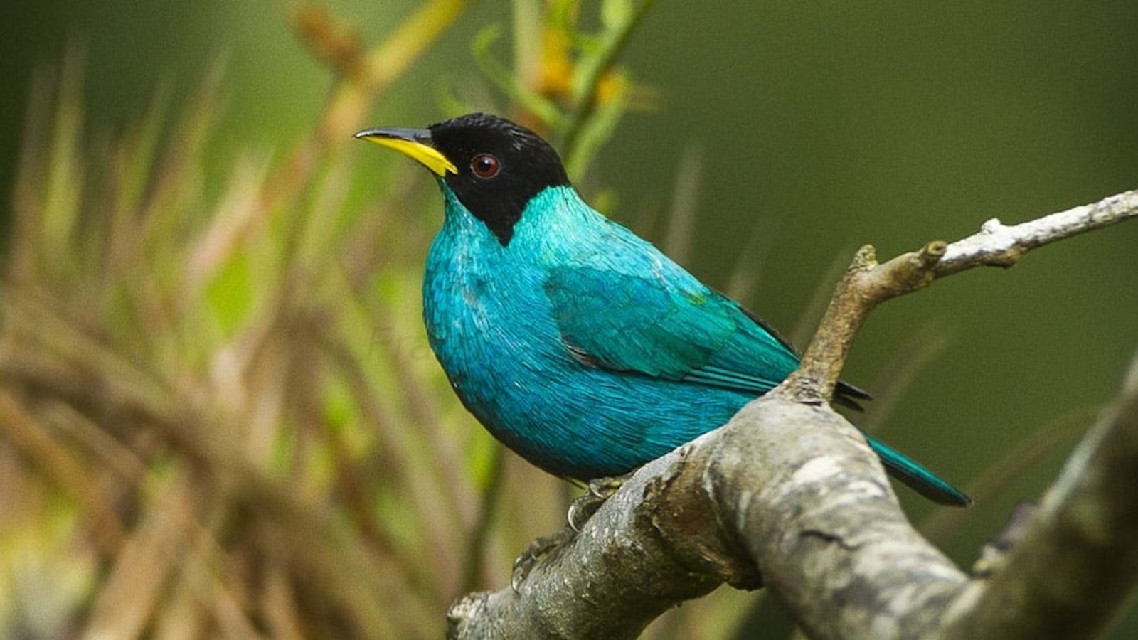 On a découvert un oiseau extrêmement rare en Colombie