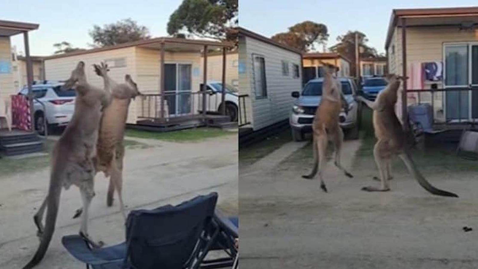 Vidéo: un combat de boxe dans la rue... entre deux kangourous!