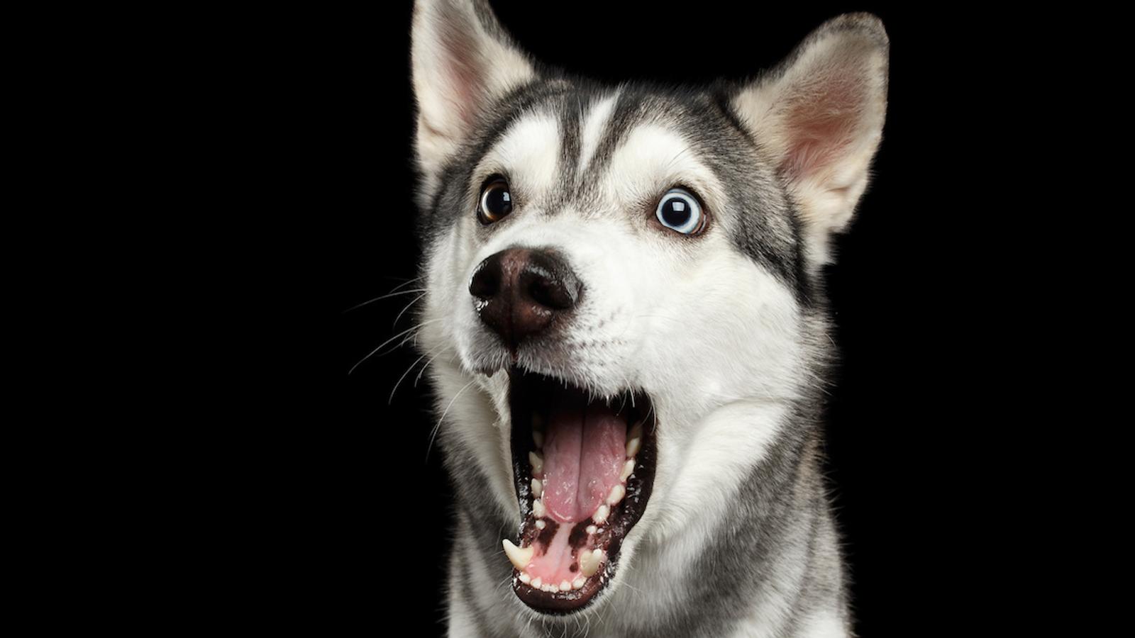 7 astuces contre la mauvaise haleine de votre chien