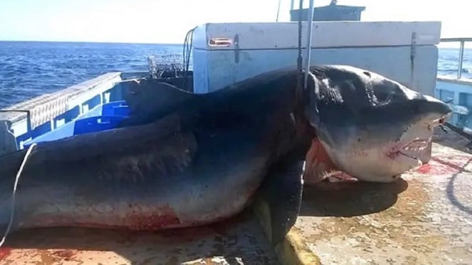 Un homme a capturé un requin gigantesque