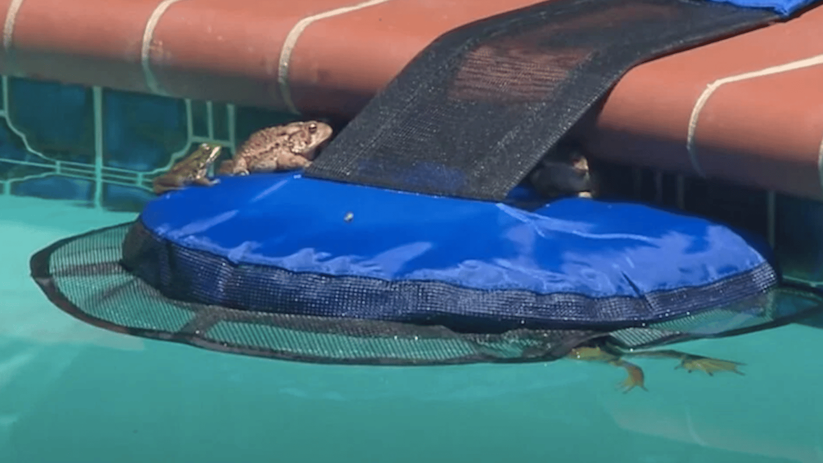 Il a inventé un dispositif simple pour sauver les petits animaux qui tombent dans les piscines