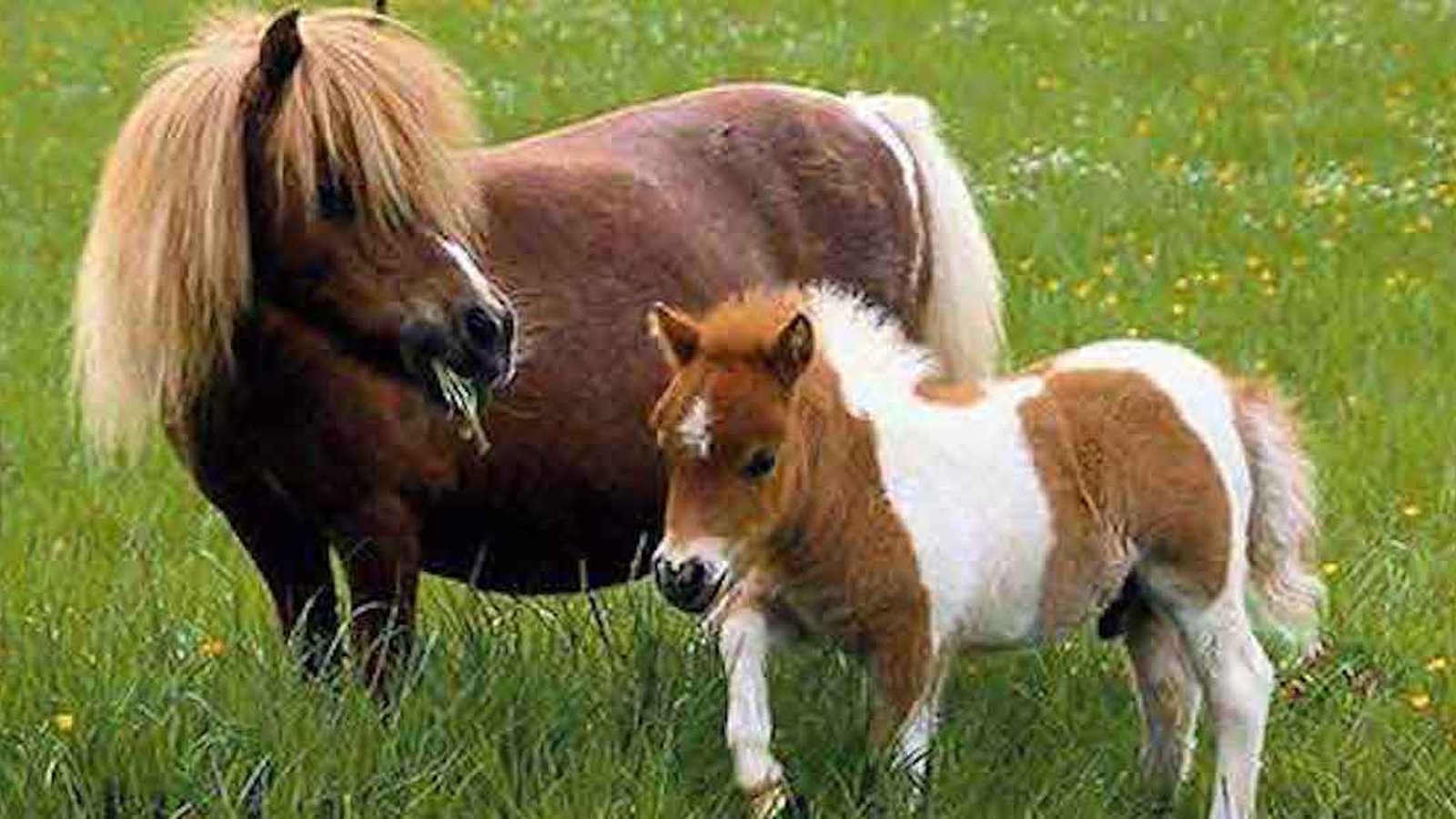 Voici  le plus petit cheval du monde!