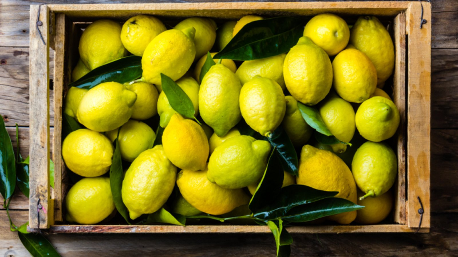 Voyez comment conserver des citrons durant plusieurs mois avec un simple bol d'eau