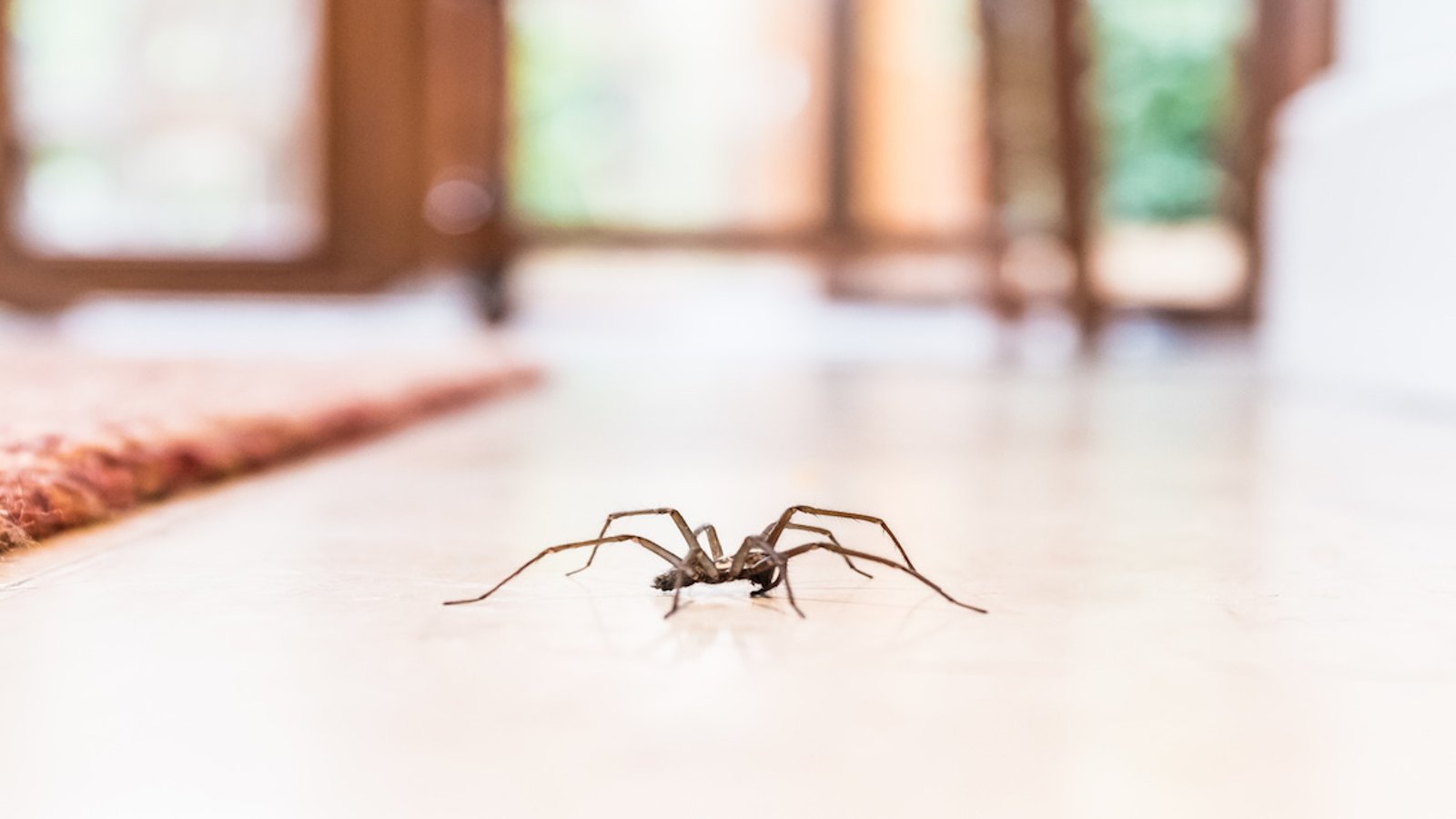 6 astuces qui éloigneront les araignées de votre cuisine, salle de bain et chambre à coucher