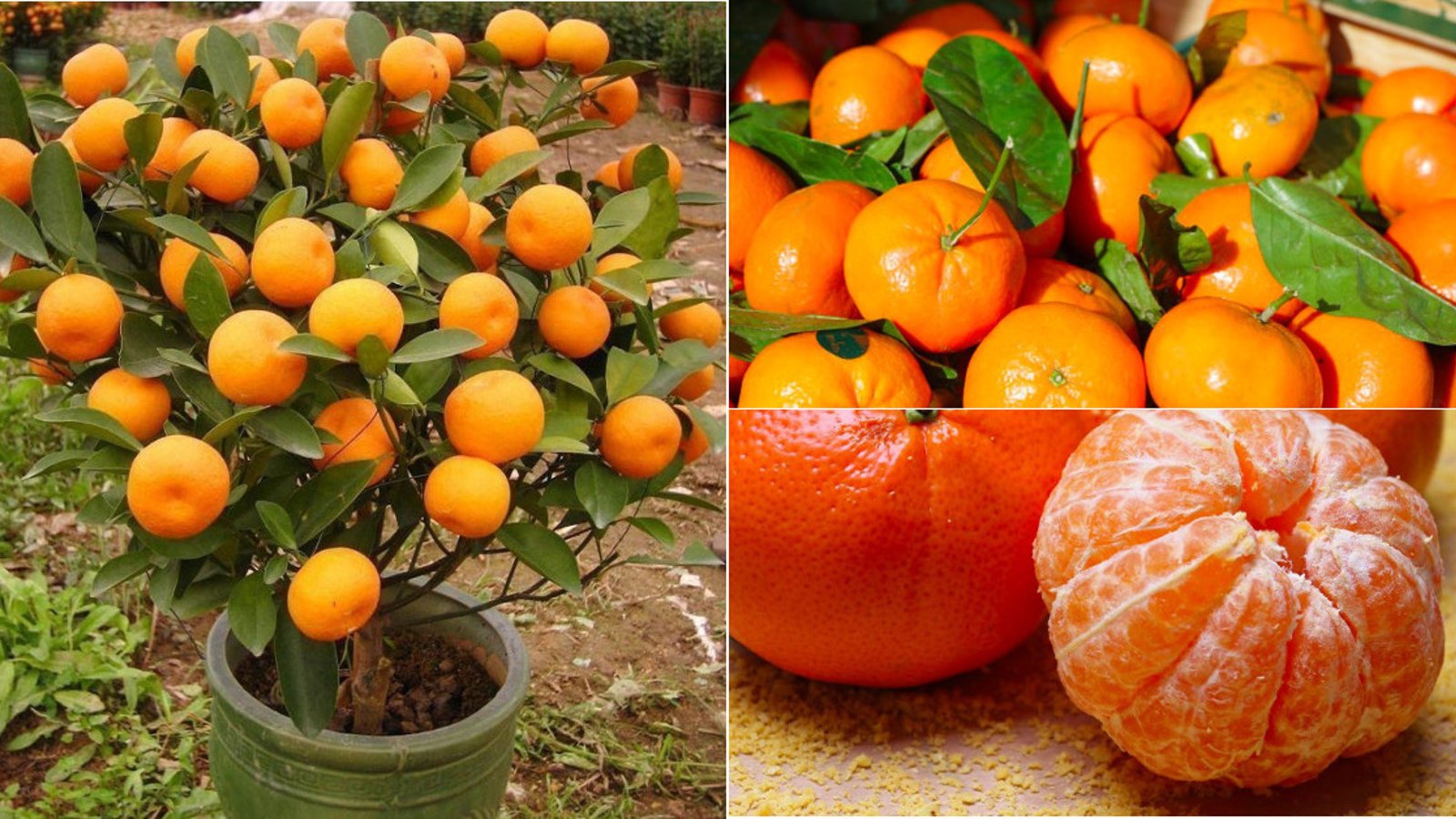Tout ce qu'il faut savoir pour cultiver les mandarines à profusion et ne plus avoir à en acheter! 
