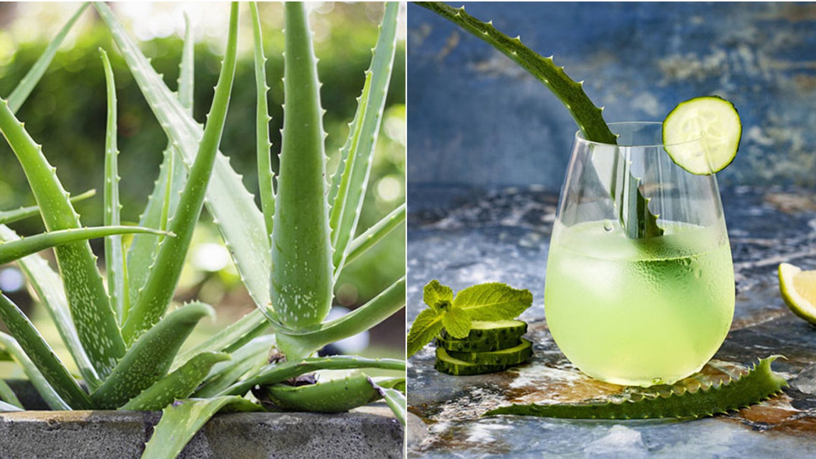 Les avantages de la plante d'Aloes Vera pour le corps humain et notre santé! 