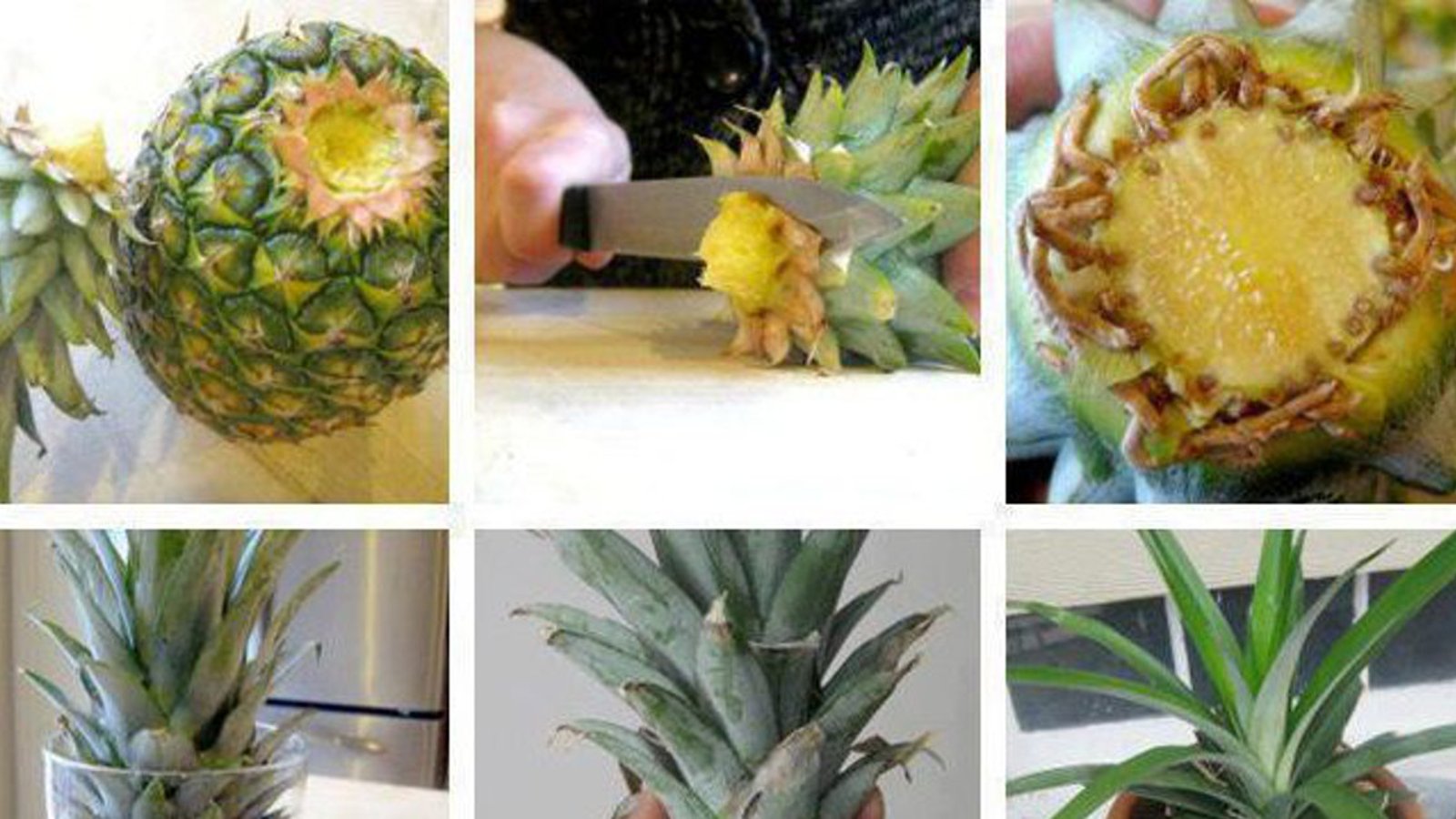 7 étapes faciles pour faire pousser un ananas à la maison! 