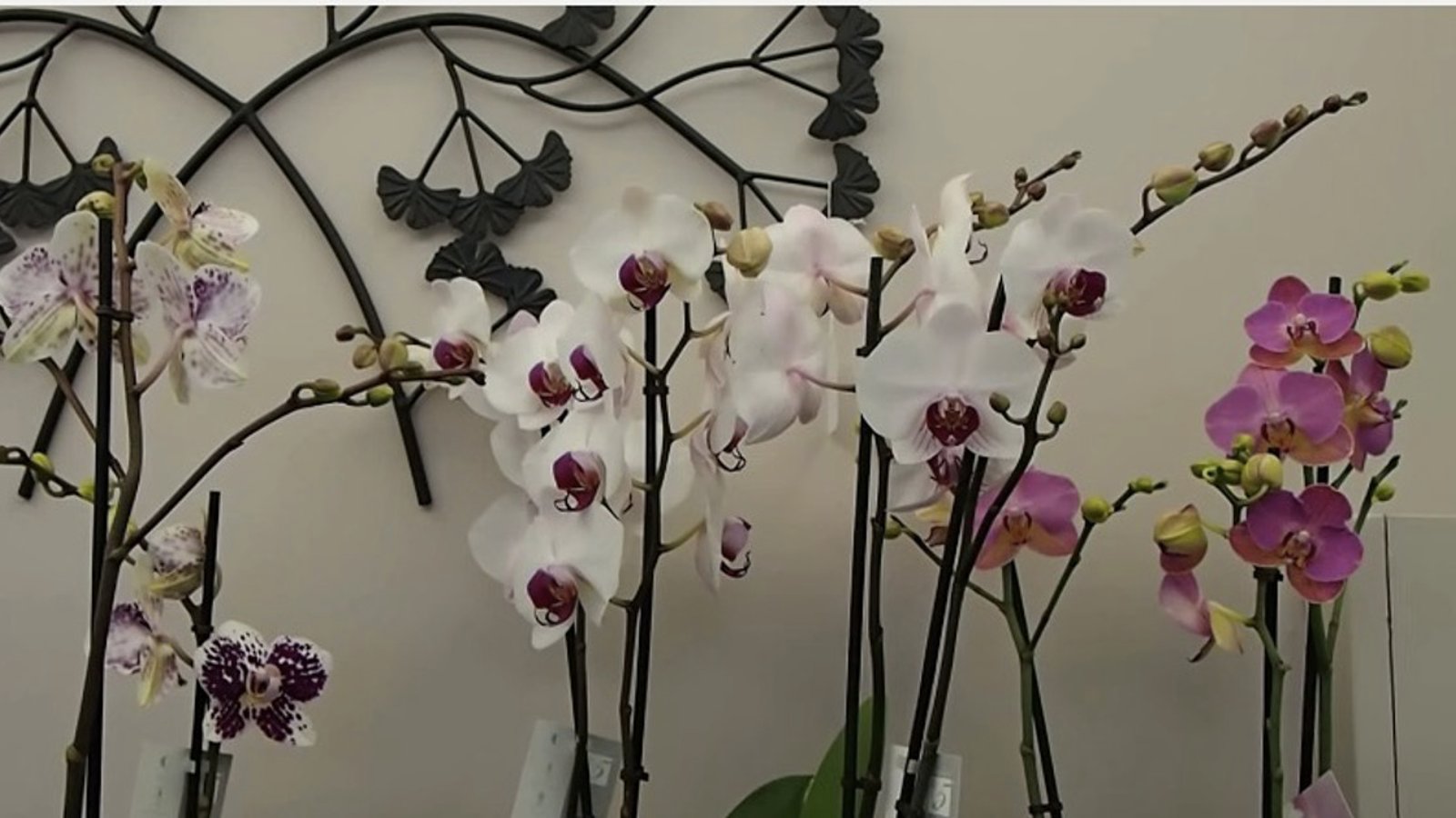 10 conseils pour faire refleurir une orchidée 