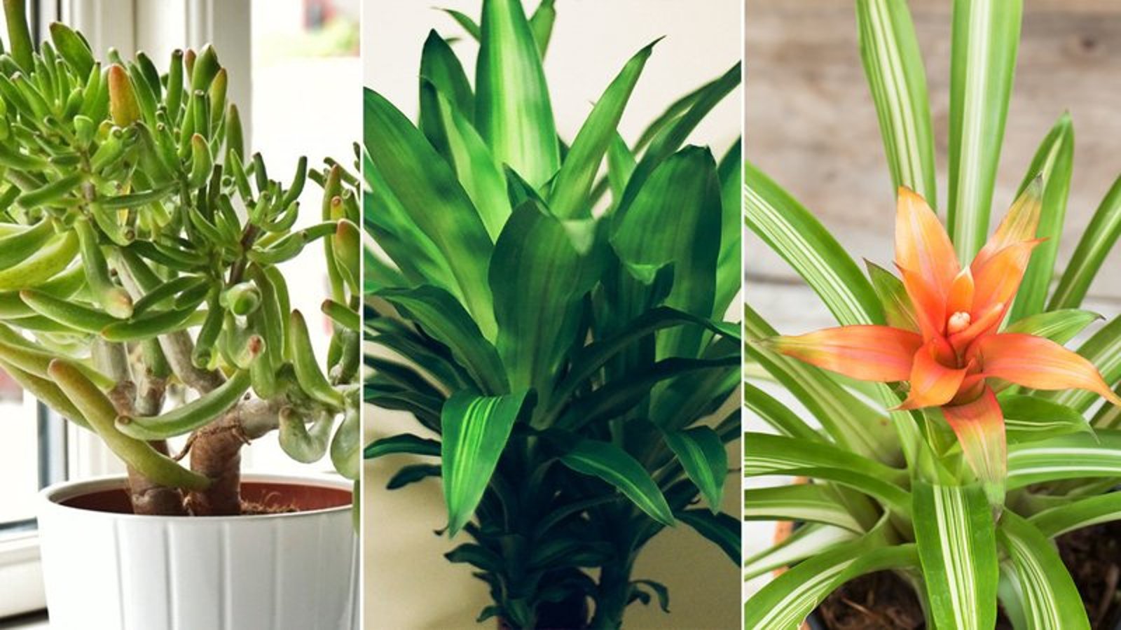 5 plantes d'intérieur qui purifieront l'air de votre maison