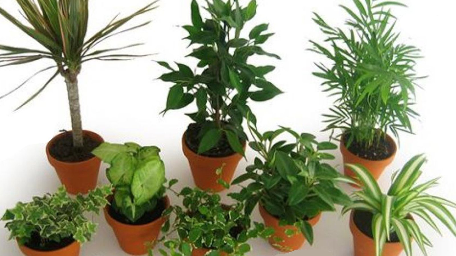 Listes des plantes qui purifient l'air de nos maisons 