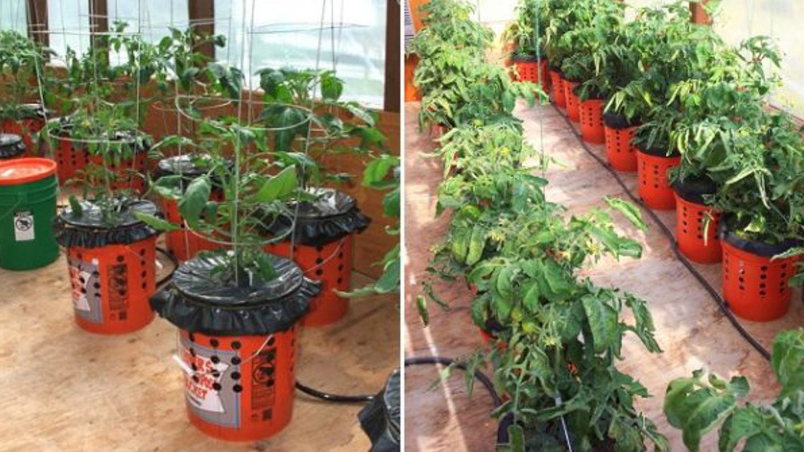 Comment faire pousser les plants de tomates en seaux