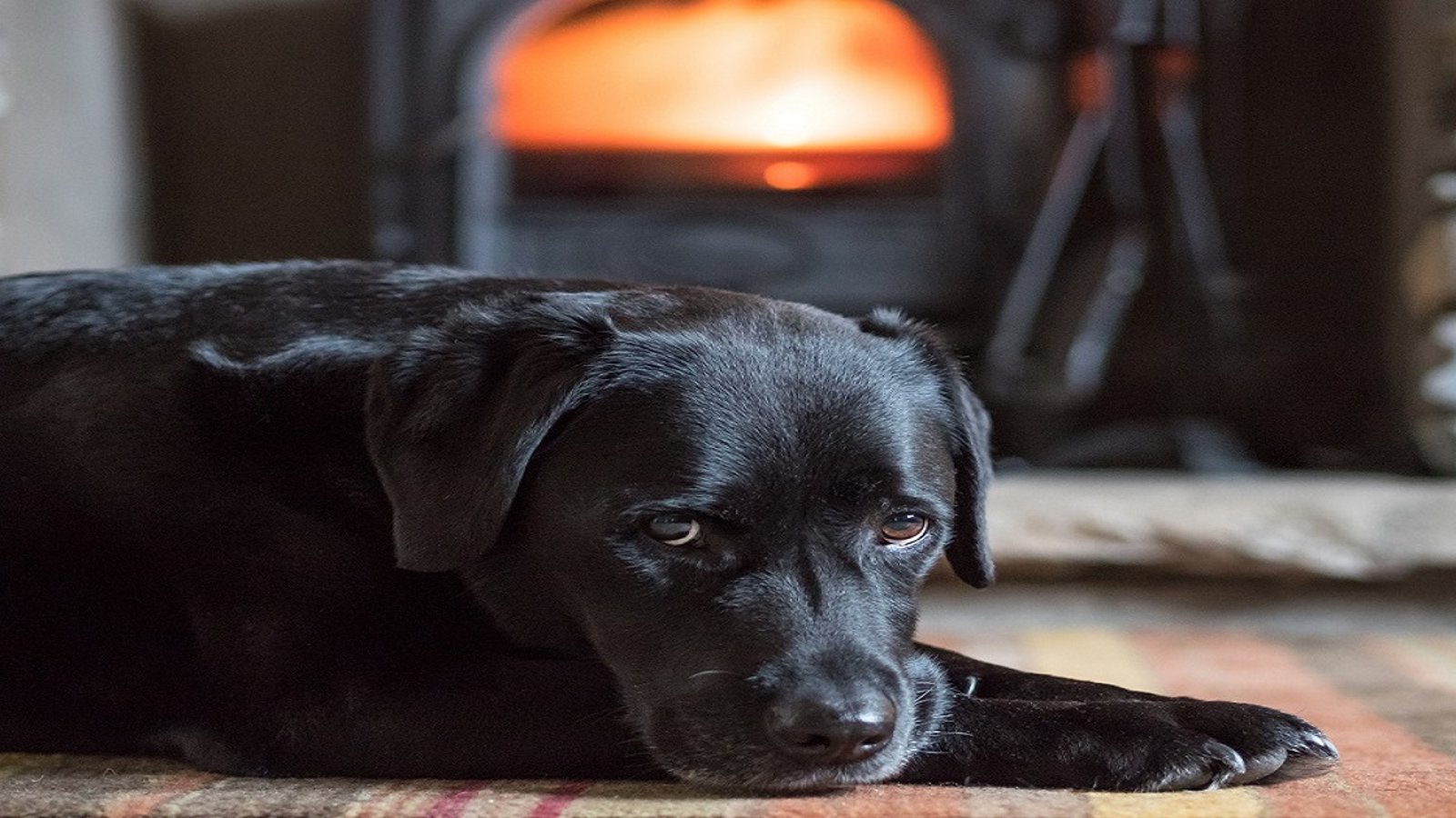 8 conseils qui vous aideront à chasser l'odeur de chien de votre maison 