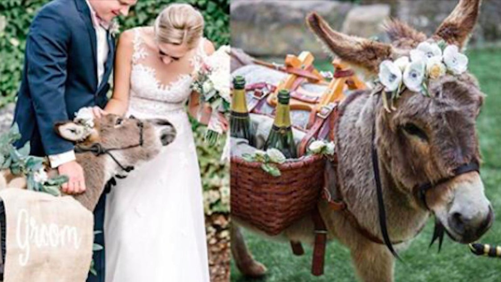Nouvelle tendance en matière de réceptions de mariage:  des ânes miniatures qui servent les boissons!