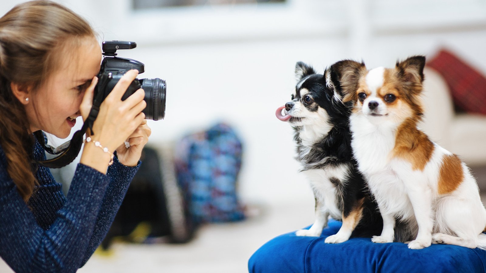 Une nouvelle étude nous apprend que les propriétaires de chiens prennent plus de photos de leur animal que de leur conjoint.