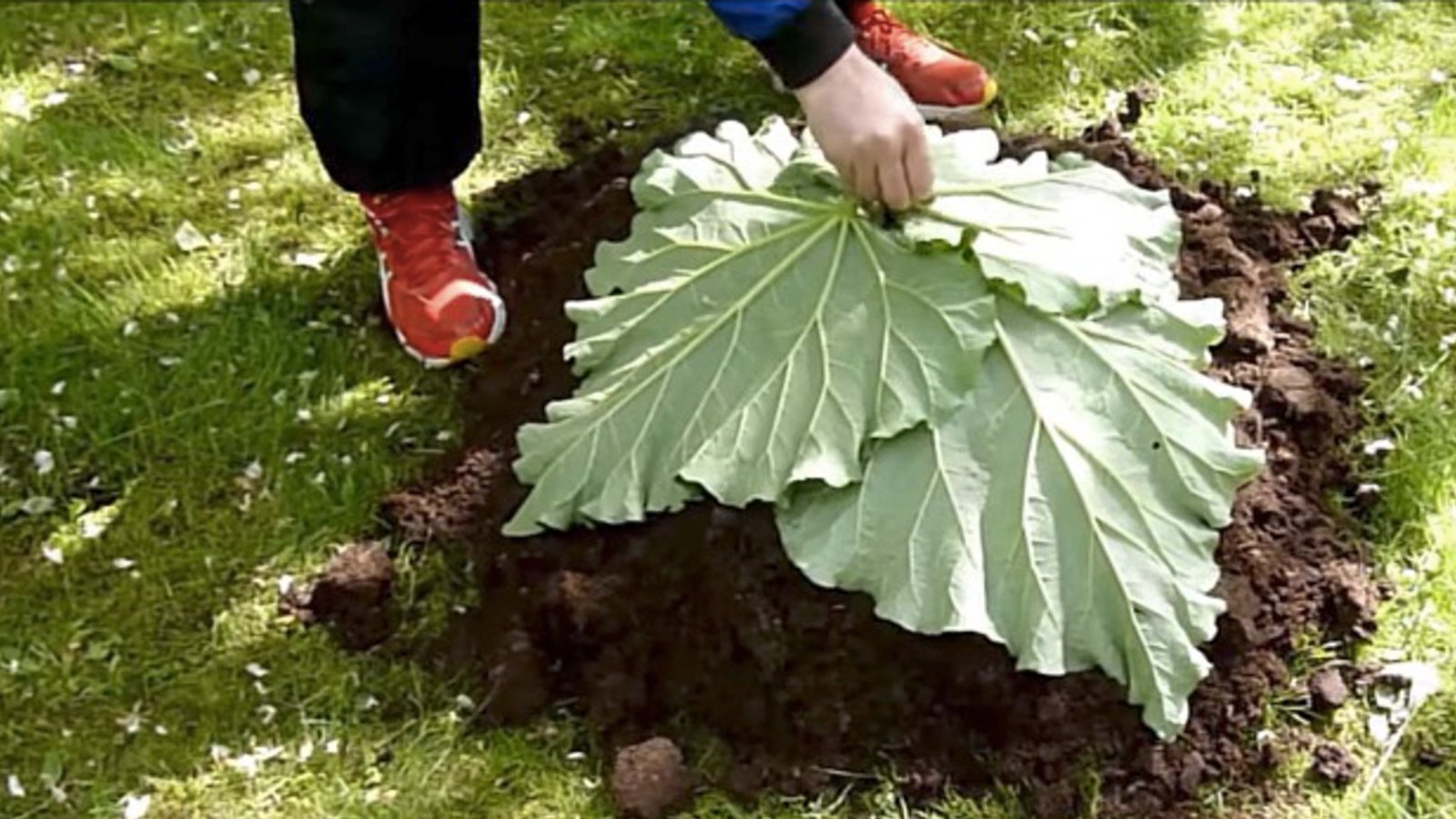 Cet homme dépose 4 feuilles de rhubarbe sur une butte de terre et rend tous ses voisins jaloux.
