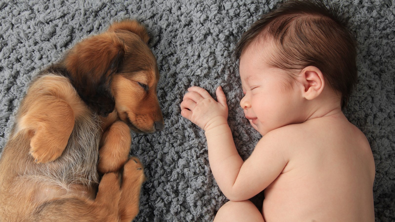 Futurs parents, voici des conseils pour préparer votre animal de compagnie à l'arrivée de bébé