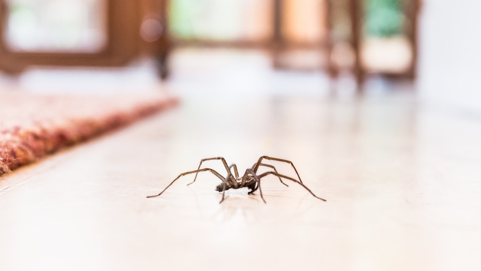 Un expert explique pourquoi nous ne devrions jamais tuer les araignées dans nos maisons