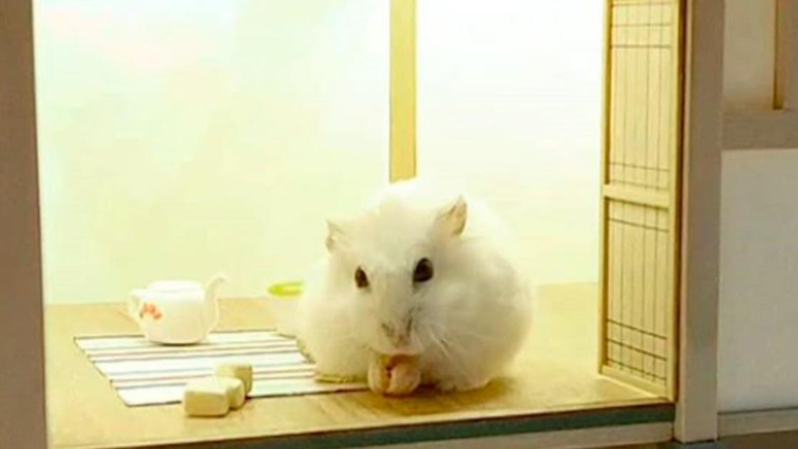 Un architecte conçoit d’adorables maisons de luxe pour hamsters