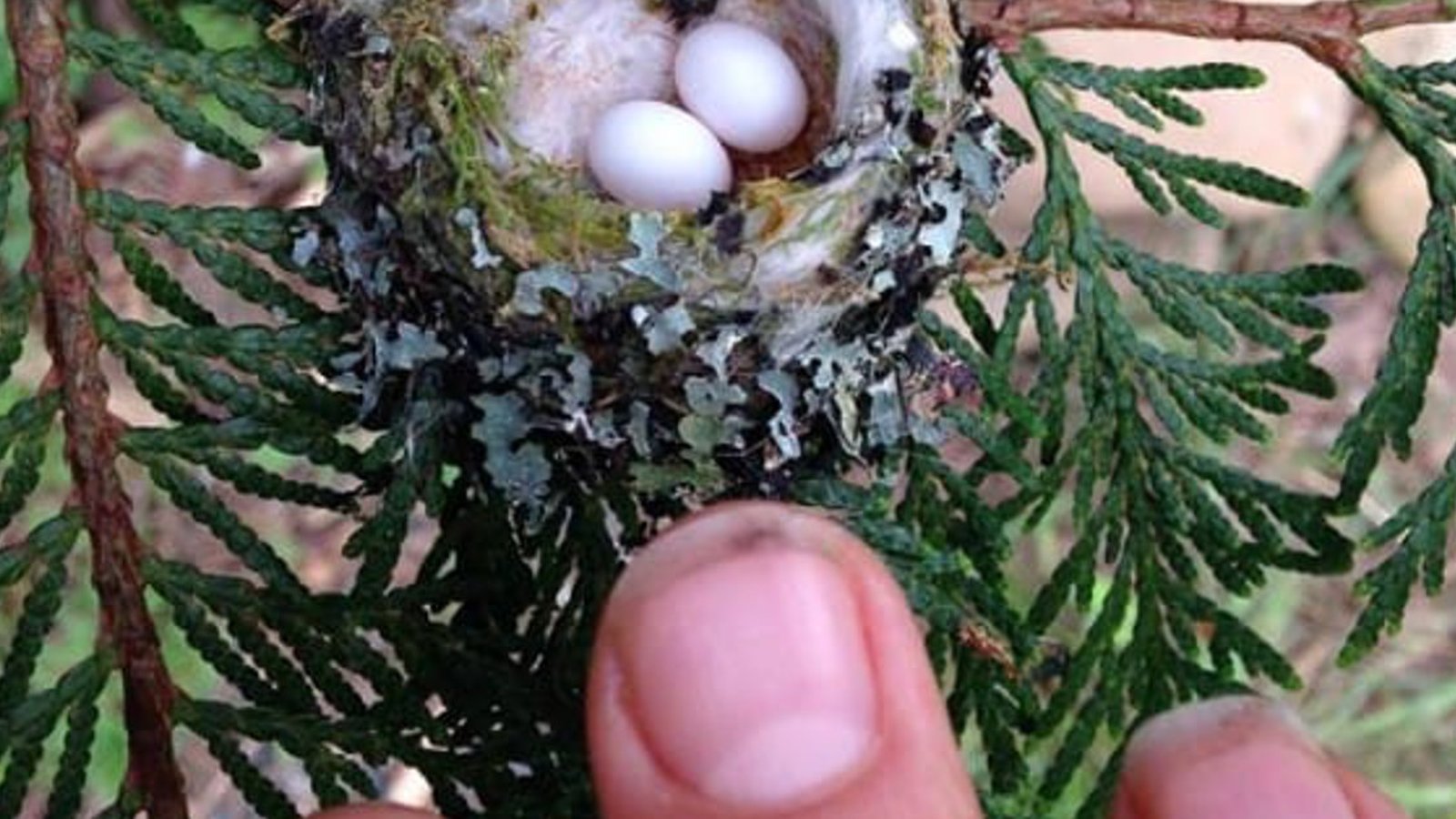 Les experts supplient tout le monde de vérifier si des œufs minuscules se trouvent dans votre jardin, avant d'émonder ce printemps! 