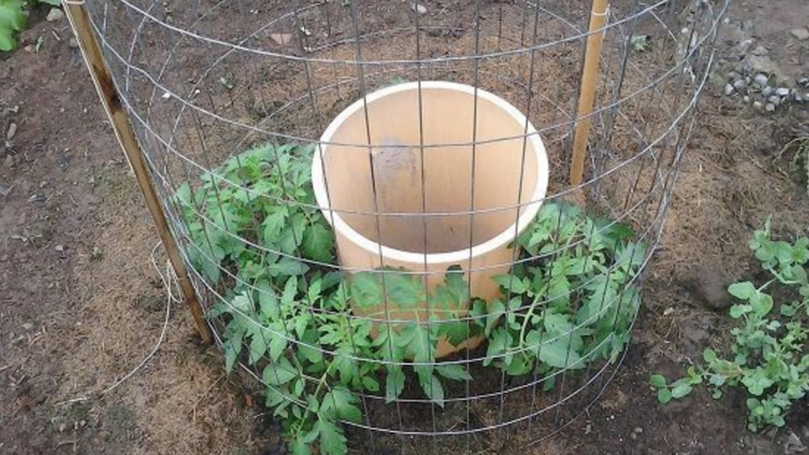 Cette astuce incroyable aidera à faire pousser vos tomates au-delà de vos attentes!