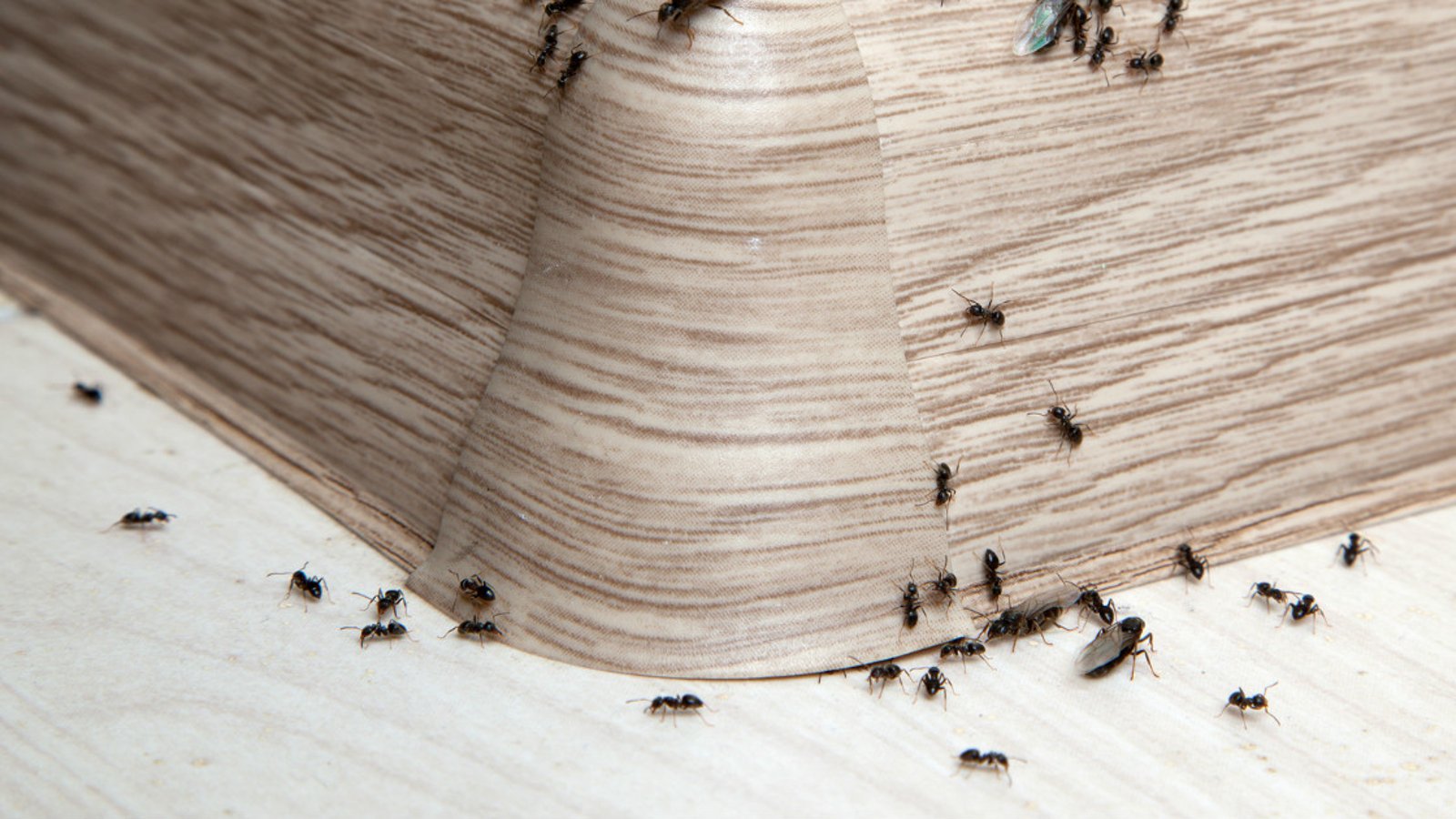 Débarrassez-vous des fourmis autour et dans la maison en une seule nuit!
