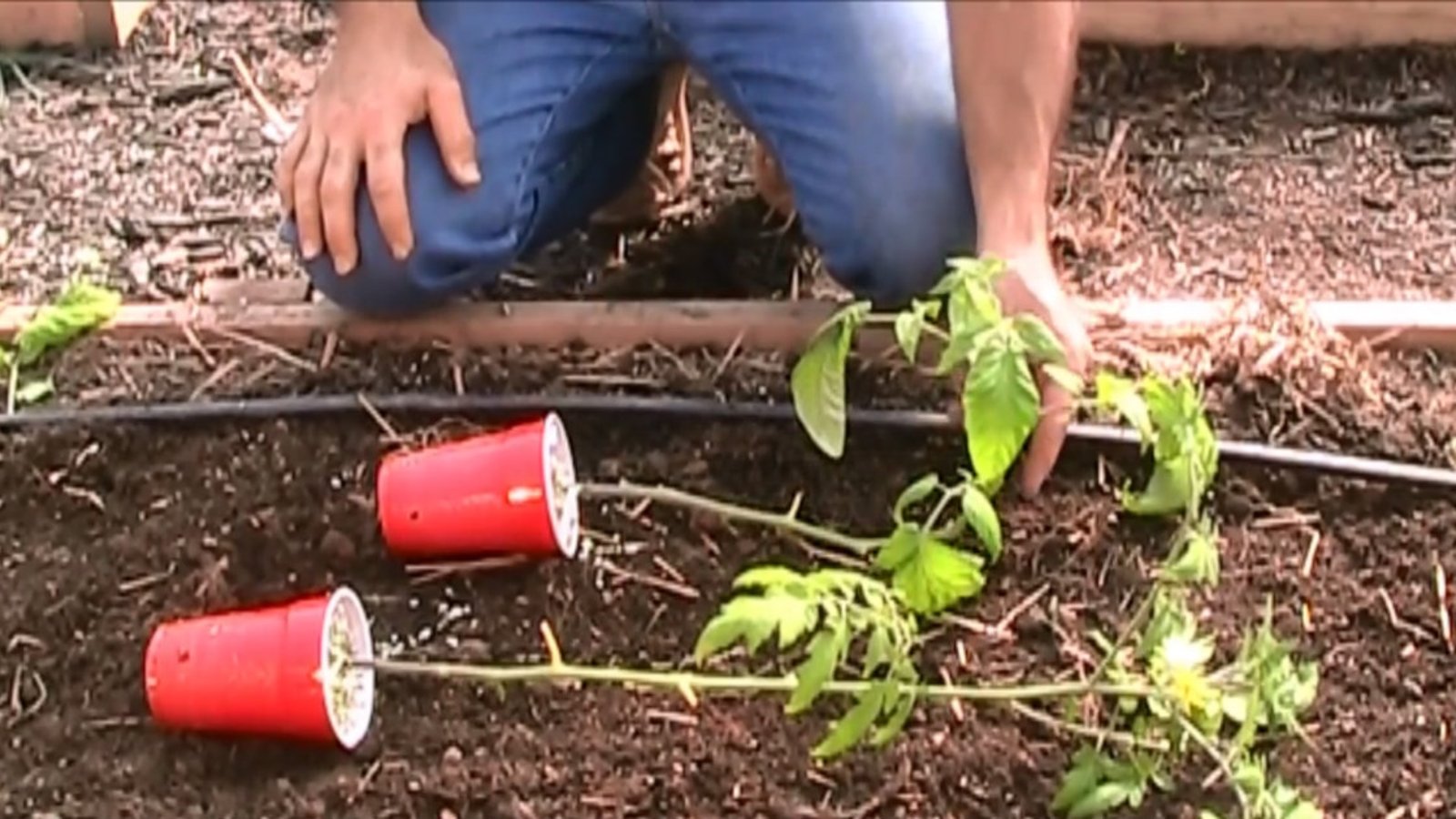 Voyez ce qui se produit si vous plantez vos plants de tomates couchés au lieu de debout!