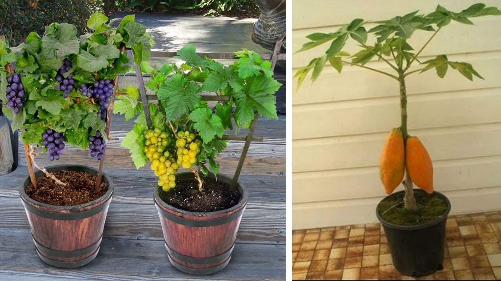 Des jardiniers nous dévoilent 7 fruits qu'on peut faire pousser dans la maison! 