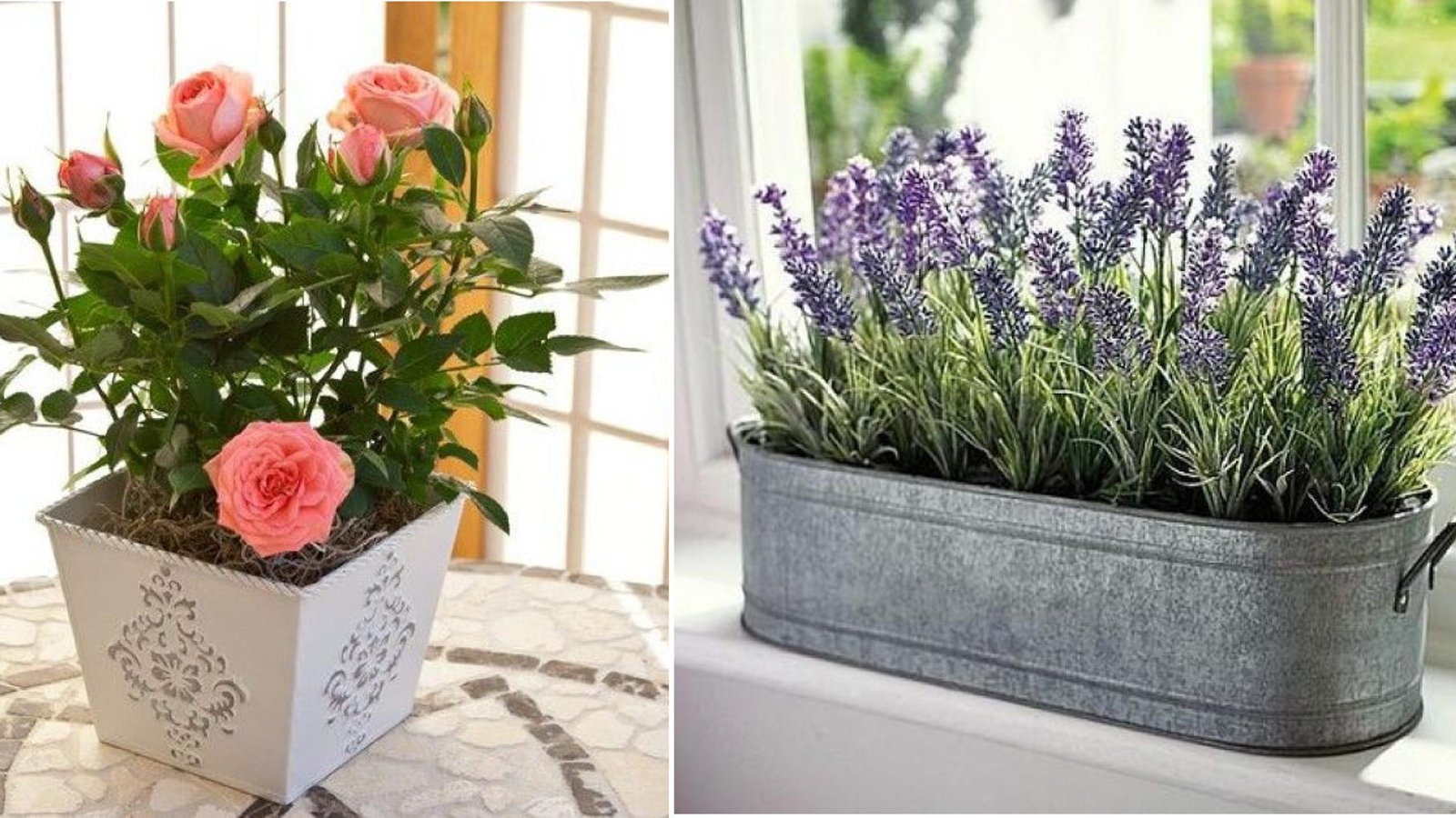 15 plantes et fleurs qui apportent plus de positif et de bonheur dans votre maison