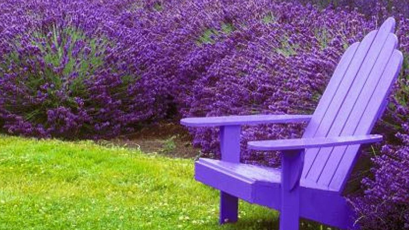 Ces 7 plantes vous protègeront des moustiques sur votre terrasse et dans votre jardin 