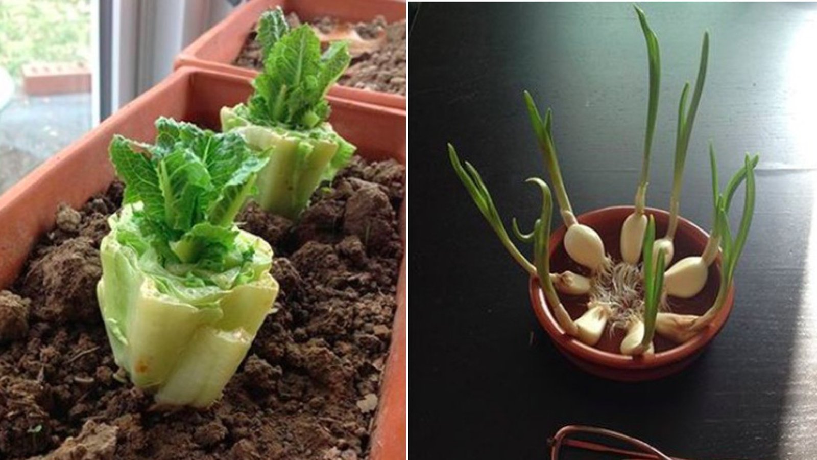 10 légumes que vous pouvez cultiver à la maison et que vous n'aurez plus jamais à acheter