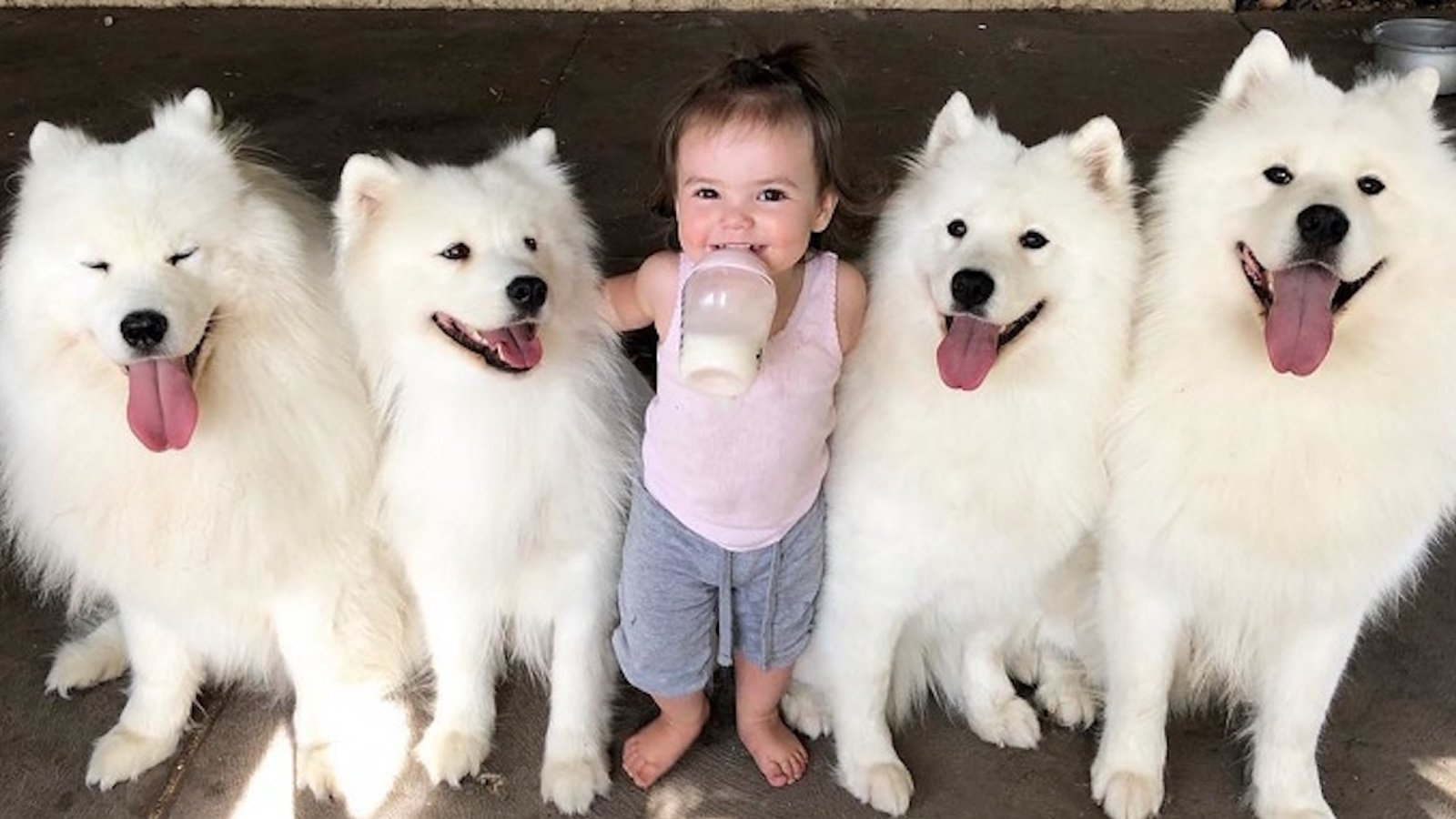 Une maman de 2 enfants partage leur quotidien amusant avec leurs 4 superbes chiens