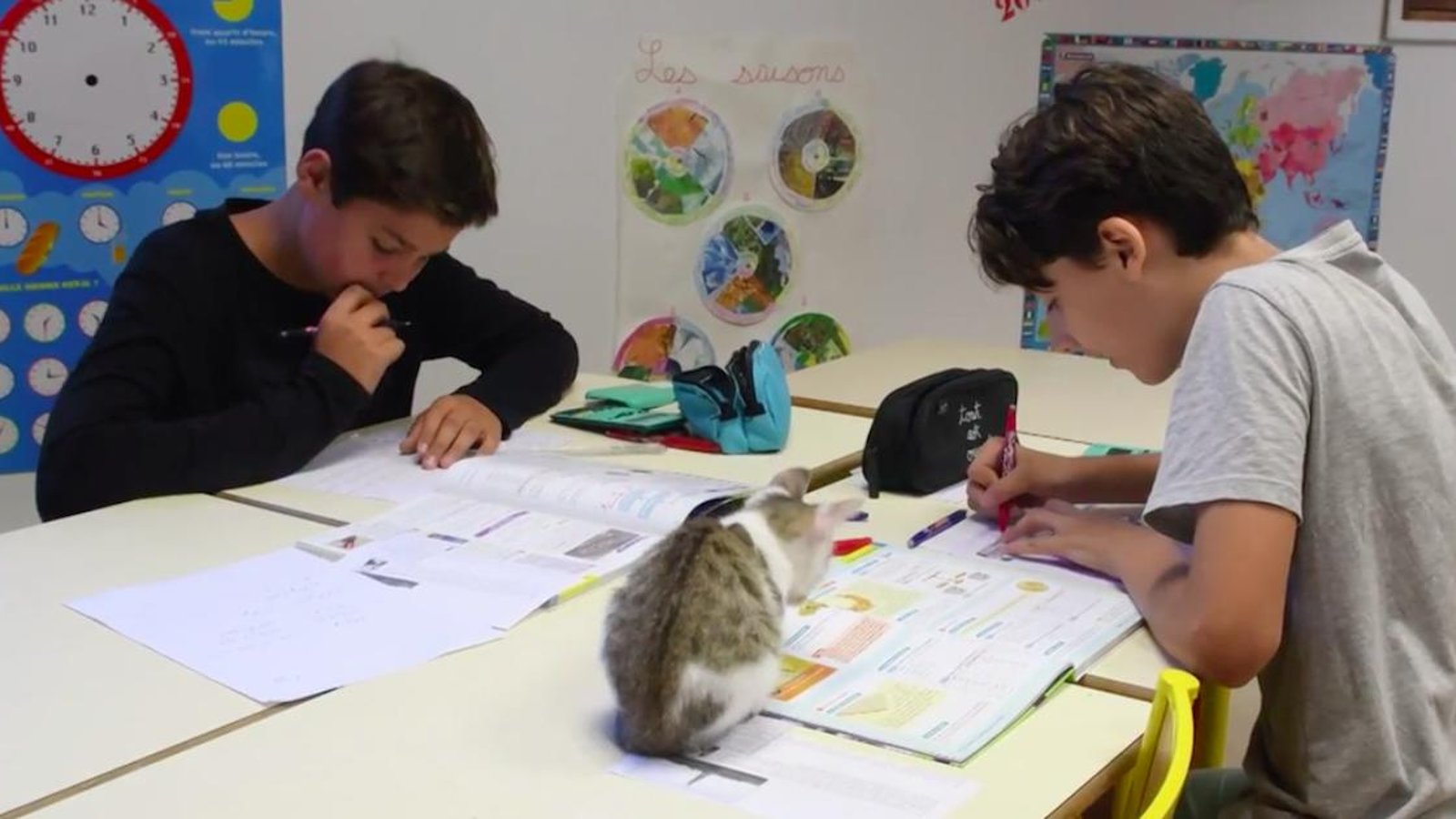 En France, des élèves partagent leur classe avec des chats