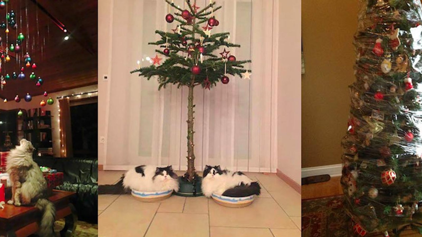 24 photos qui montrent les mesures prises par des propriétaires d’animaux pour protéger leurs sapins de Noël!