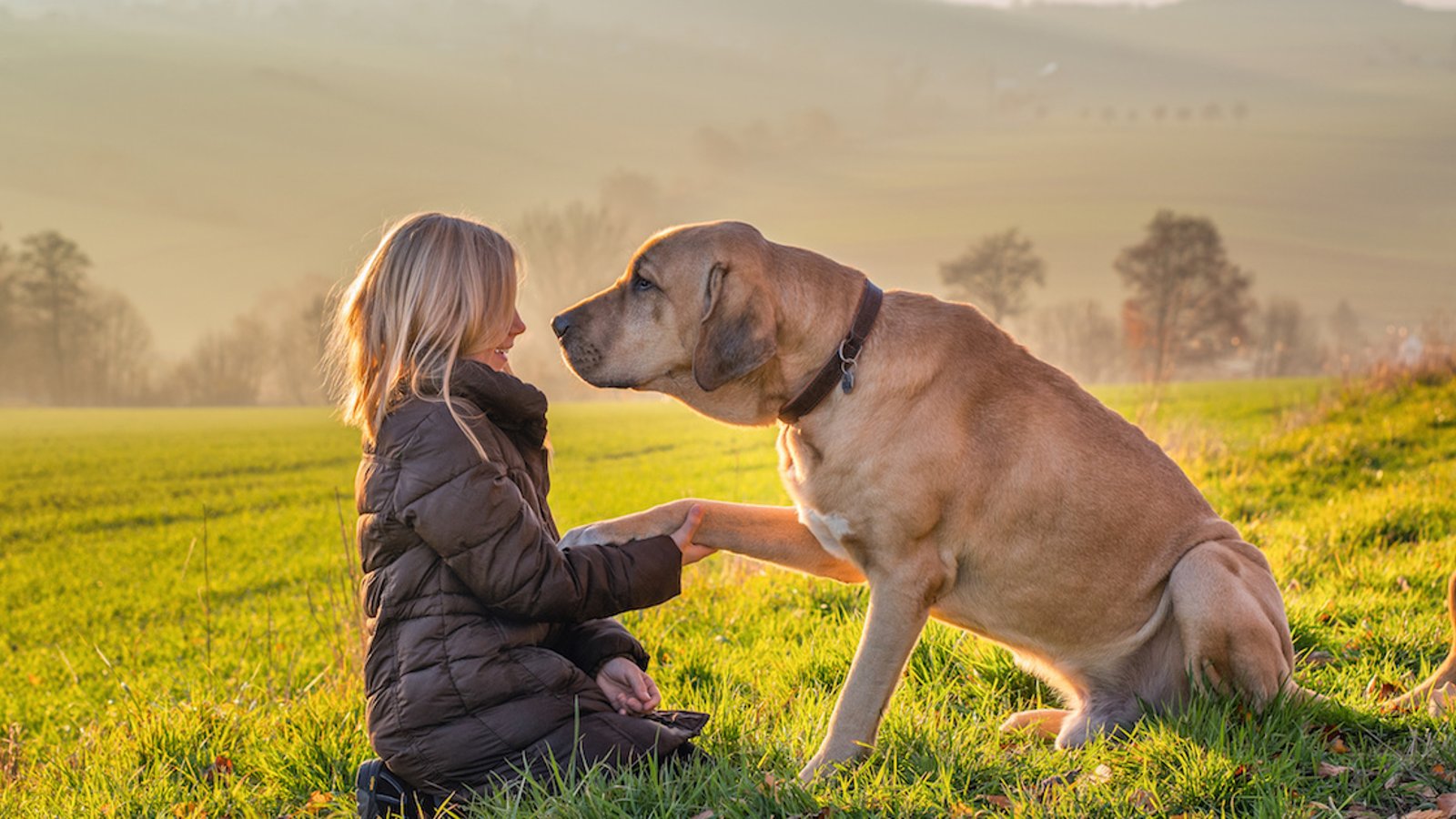5 bienfaits que votre chien a sur votre santé mentale