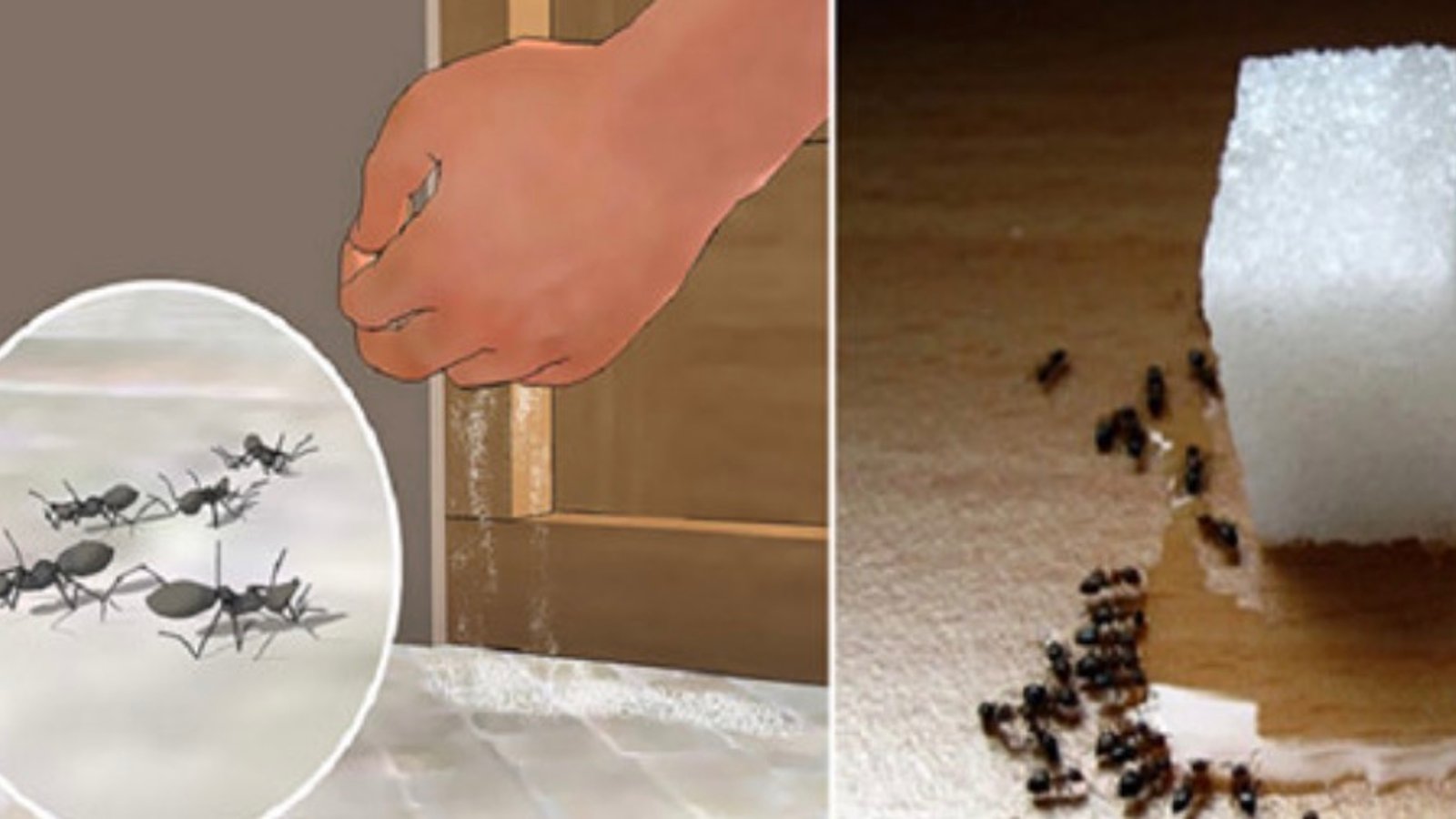 Éliminer les fourmis à jamais sans insecticide!