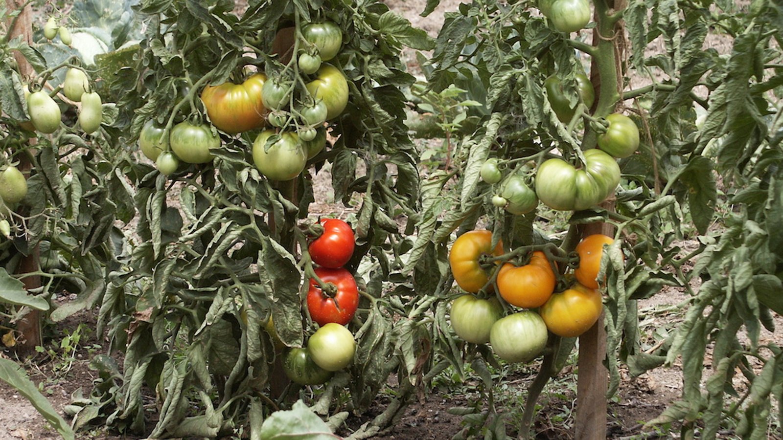 Découvrez la façon la plus simple et la plus efficace pour faire prospérer vos plants de tomates