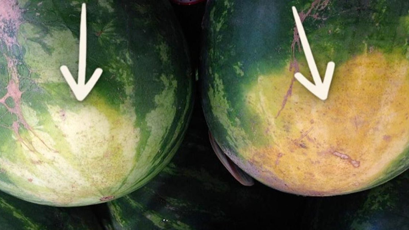 Un fermier expérimenté révèle les 5 choses à regarder pour acheter le melon d'eau parfait.